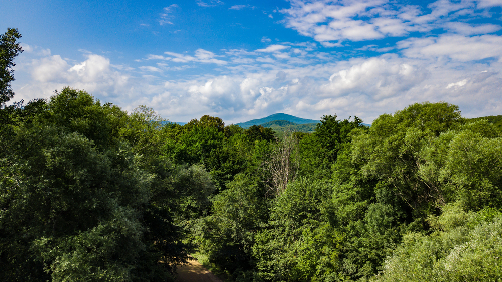 Explore The Gold Coast Hinterland - Gold Coast